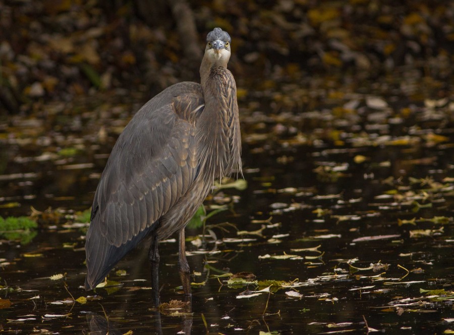 Great Blue heron