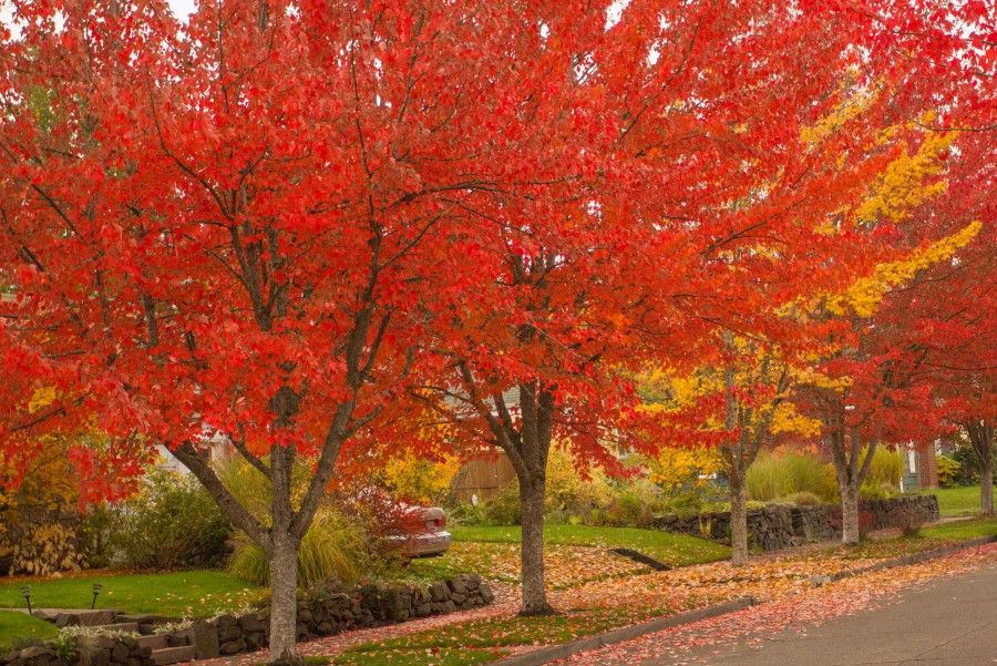 Eugene in Autumn 