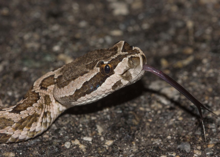 South Pacific rattlesnake