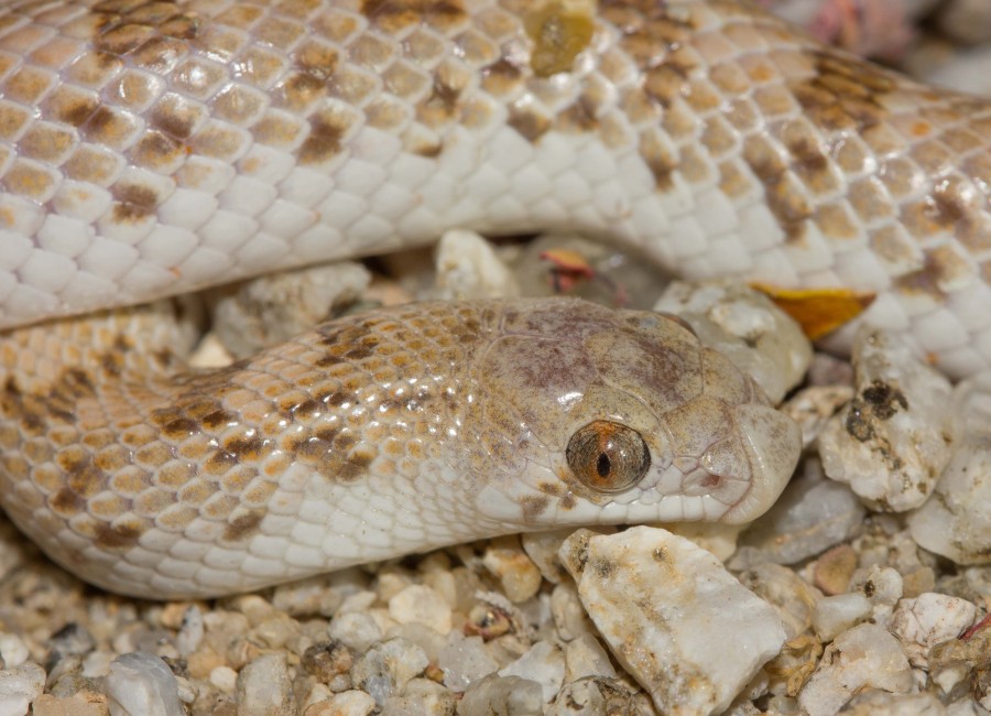 Leaf nosed snake