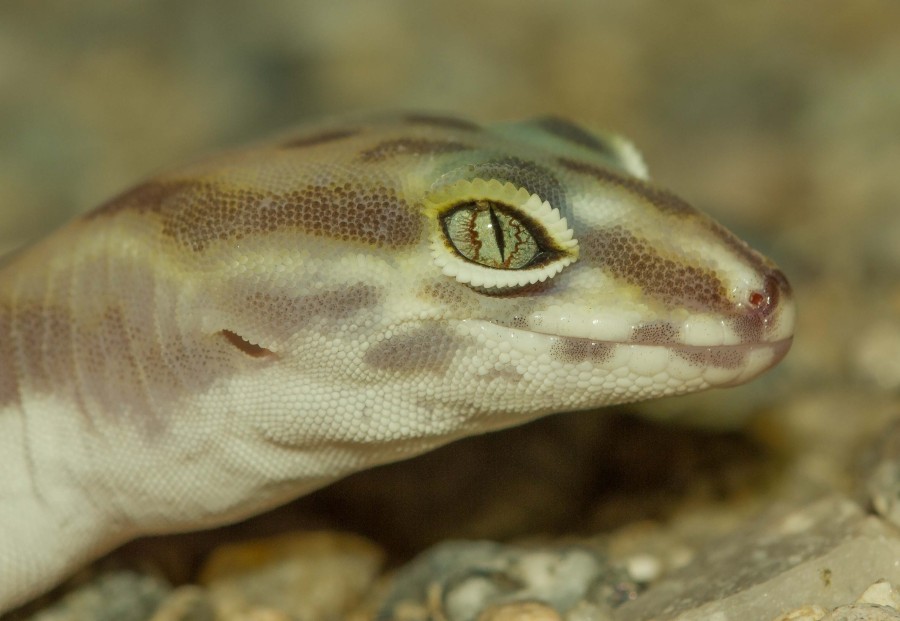 Leopard Gecko