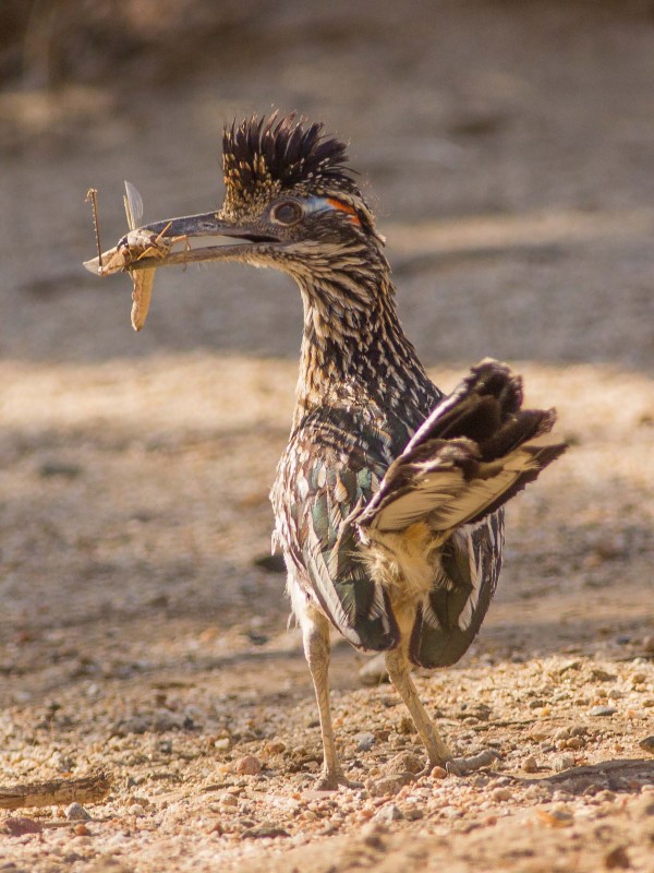 Road runner