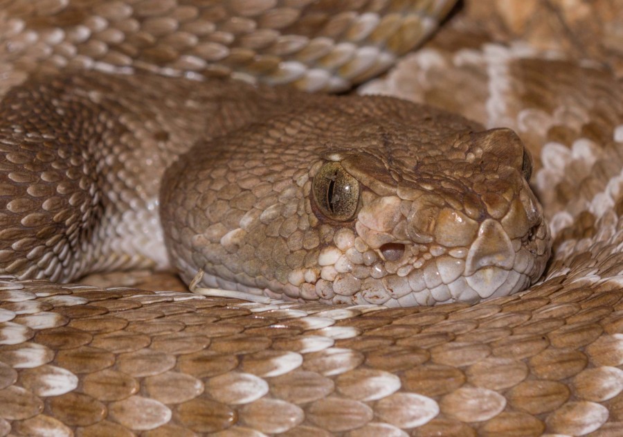 Red diamond rattlesnake