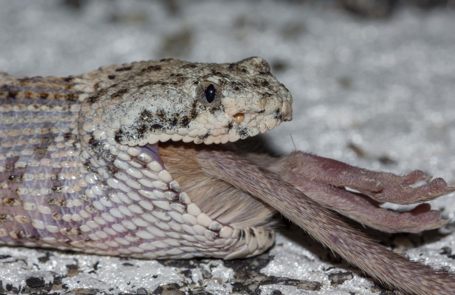 Speckled rattlesnake