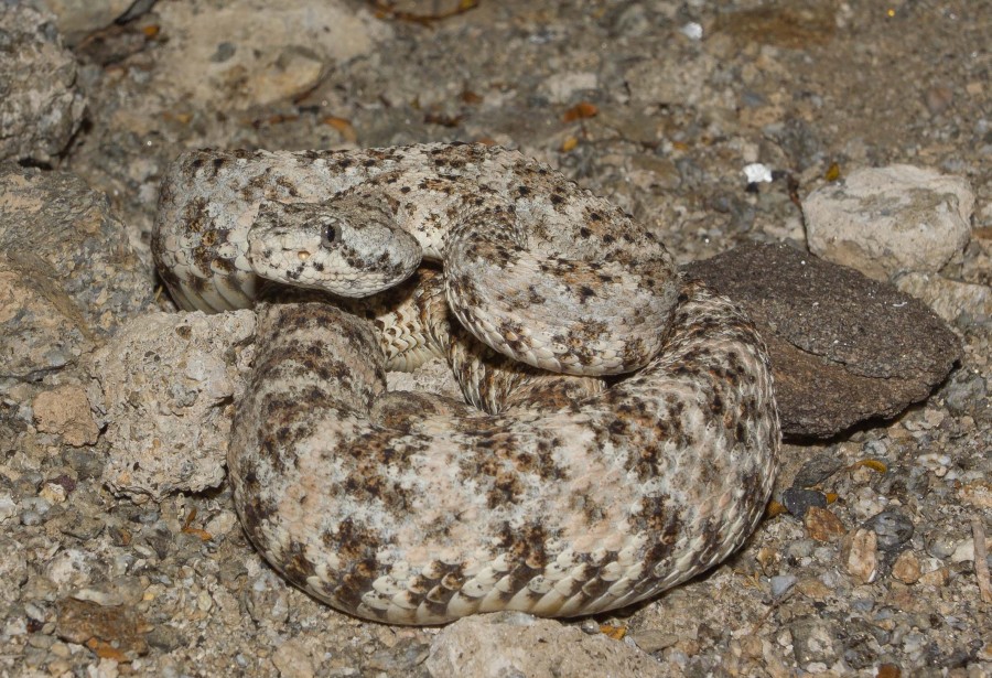  Speckled rattlesnake