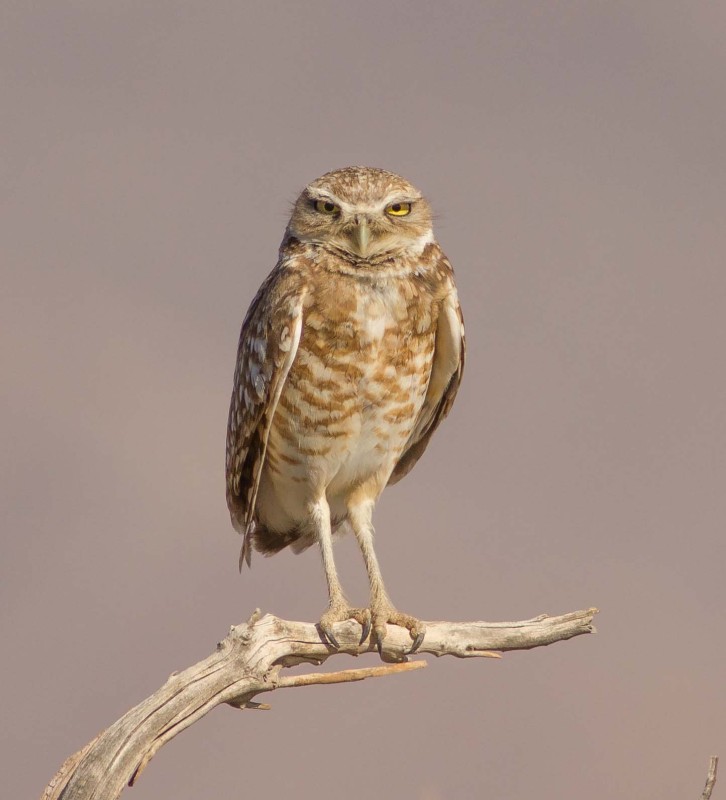 Burrowing Owl