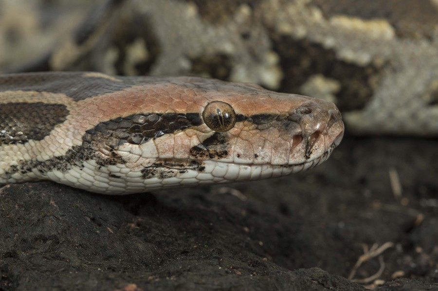 Indian rock python Rahul Alvares