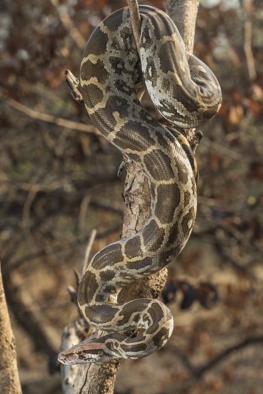 Indian rock python Rahul Alvares