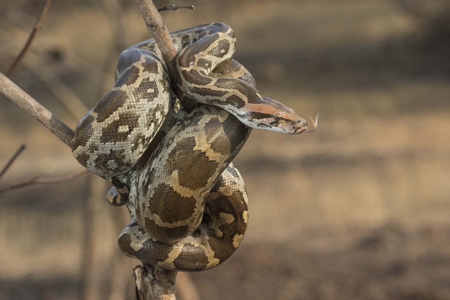 Indian rock python Rahul Alvares