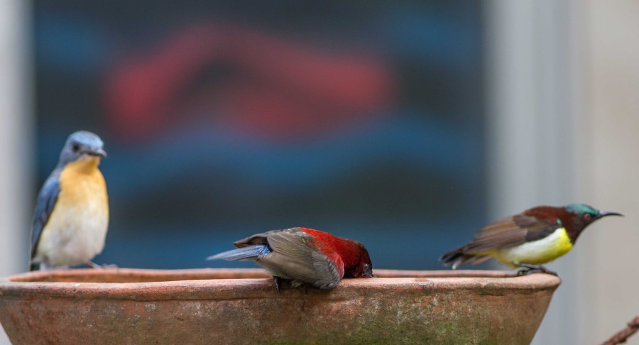 Crimson Sunbird Goa