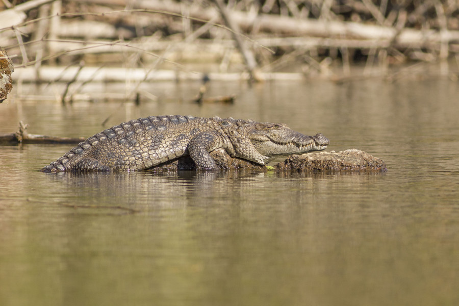 Mugger crocodile Rahul Alvares