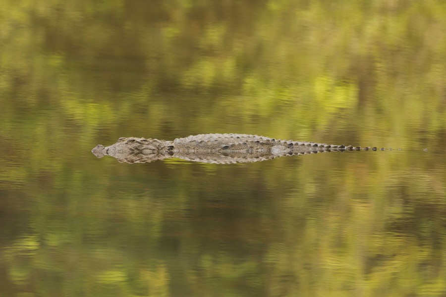 Mugger crocodile Rahul Alvares