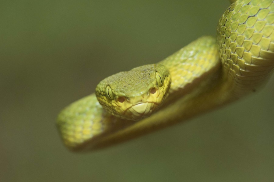 Bamboo pitviper Goa Rahul Alvares