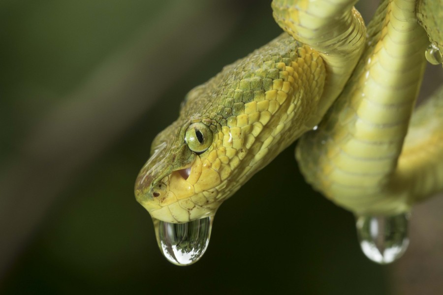 Bamboo pitviper Rahul Alvares Goa