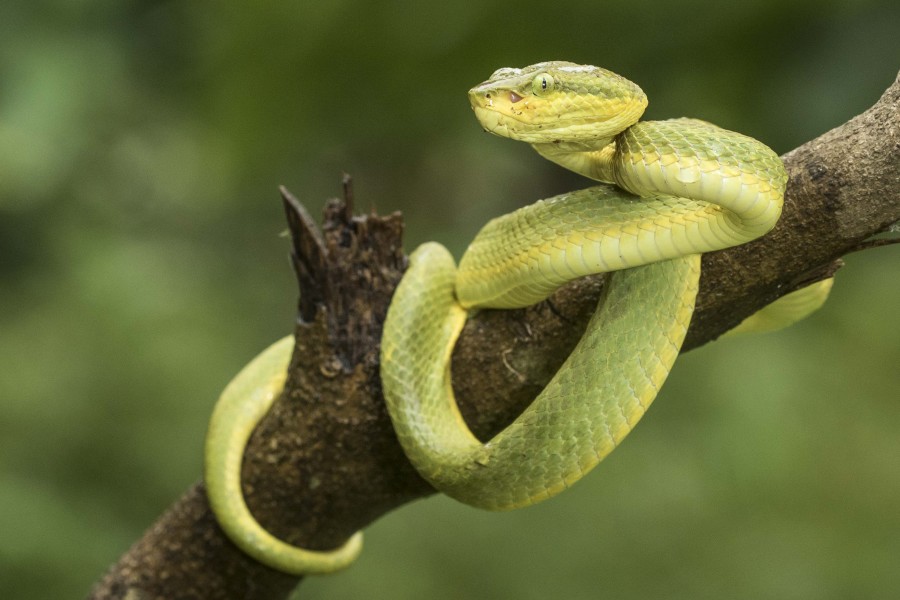 Bamboo pitviper Rahul Alvares Goa