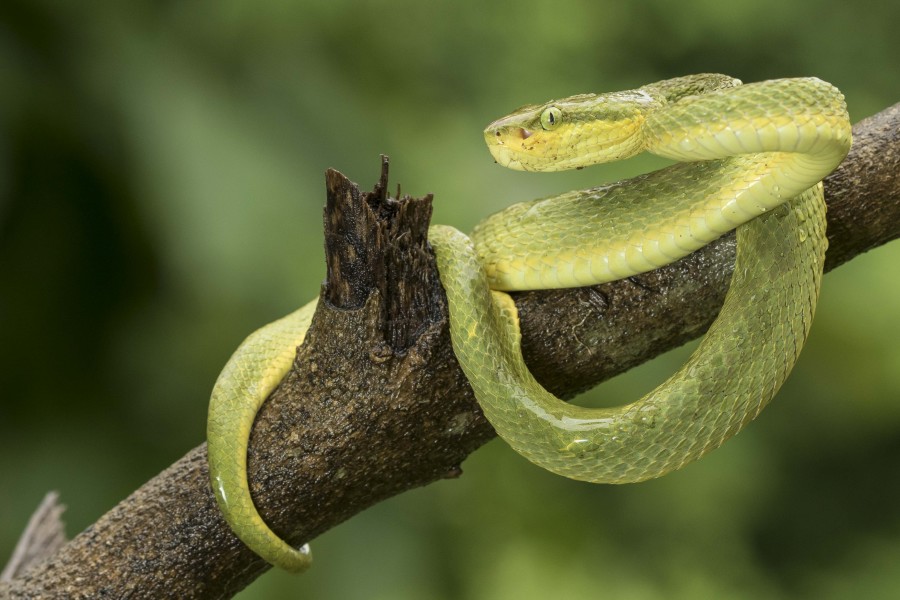 Bamboo pitviper Goa Rahul Alvares