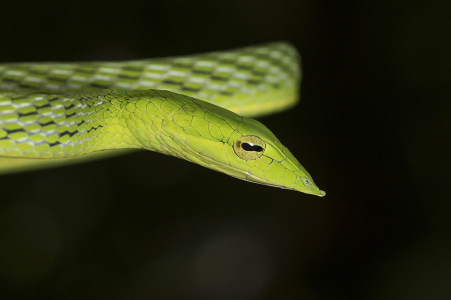 Vine snake Rahul Alvares