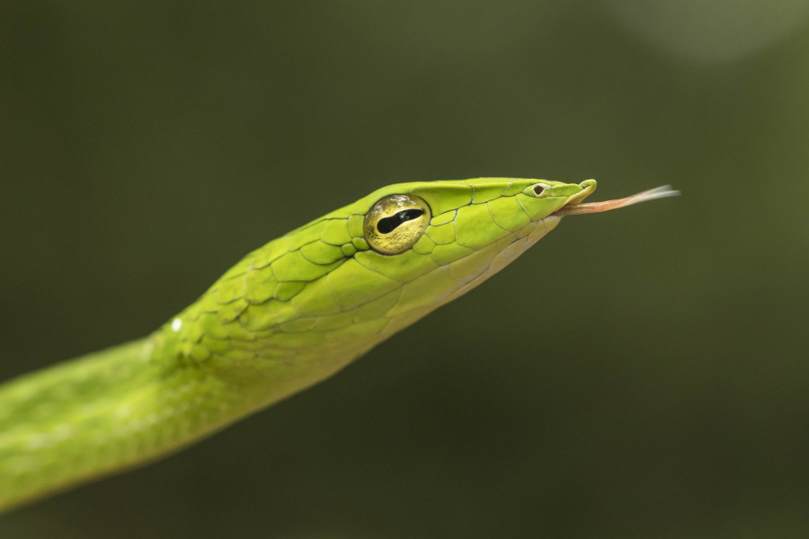 Vine snake Rahul Alvares