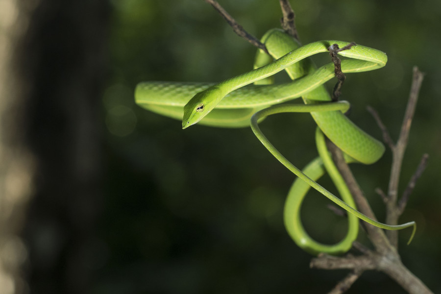 Vine snake Rahul Alvares