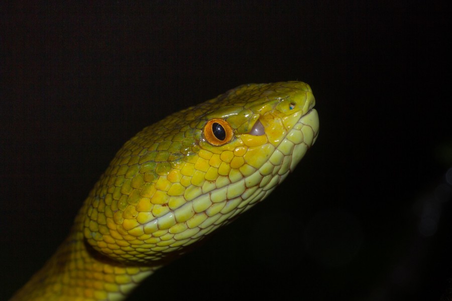 Bamboo Pitviper Goa