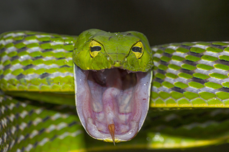 Vine snake Rahul Alvares