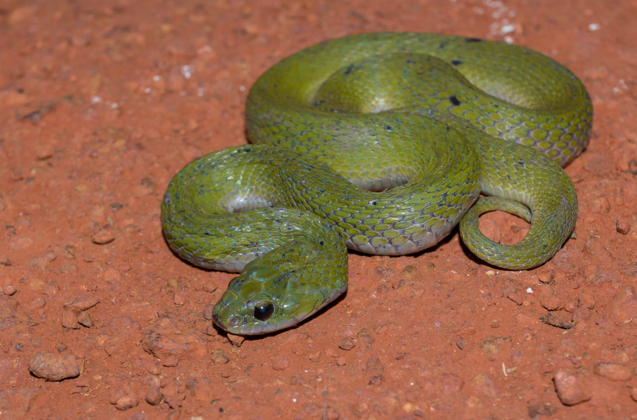 Green Keelback Goa