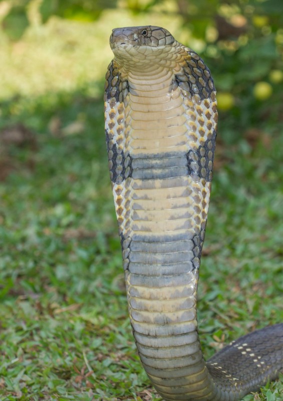 King Cobra Western Ghats Goa