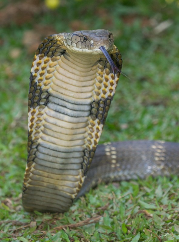 King Cobra Western Ghats Goa