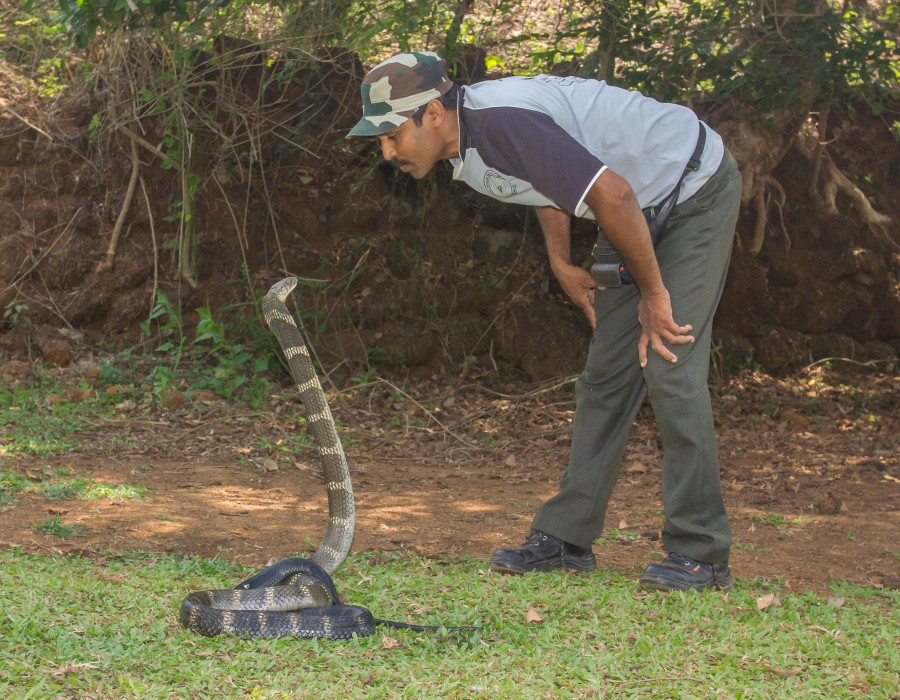 King Cobra Western Ghats Goa