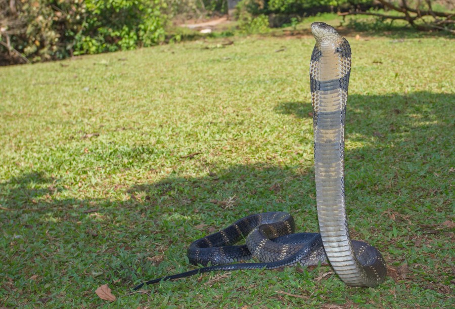 King Cobra Western Ghats Goa