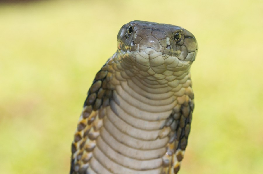 King Cobra Western Ghats Goa