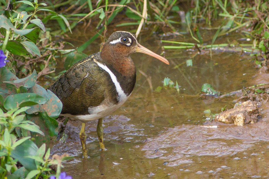 Painted Snipe Goa