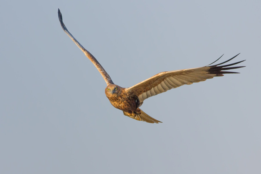 Marsh Harrier Goa