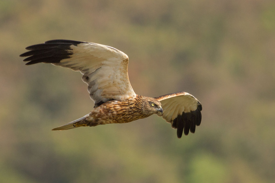 Marsh Harrier Goa