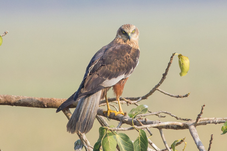 Marsh Harrier Goa