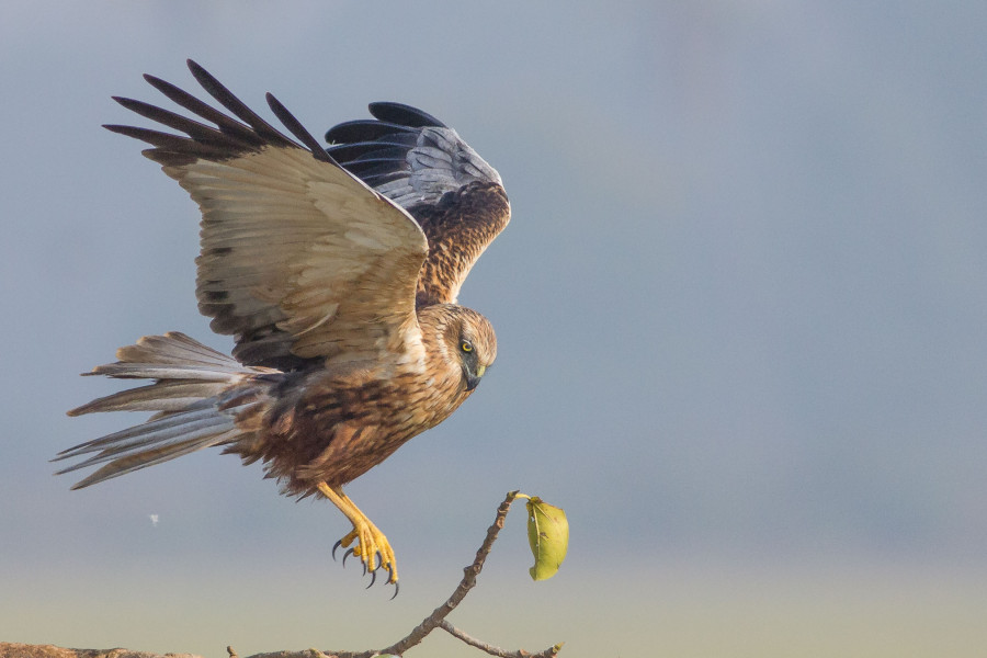 Marsh Harrier Goa