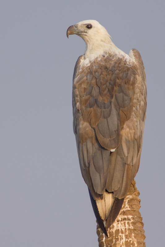 White bellied sea eagle birdwatching in India