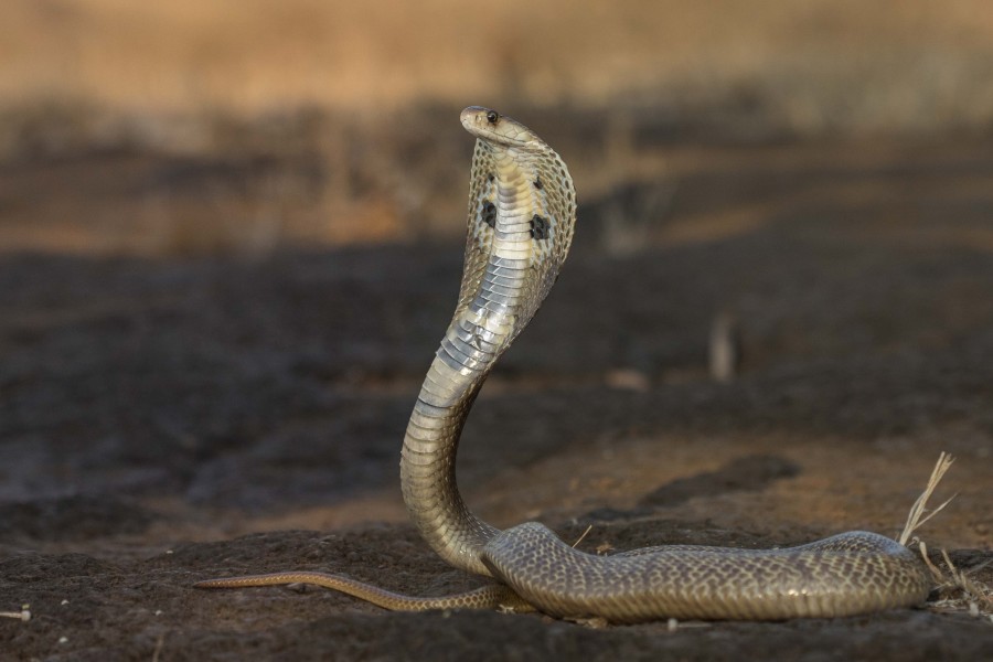Spectacled cobra Rahul Alvares Goa