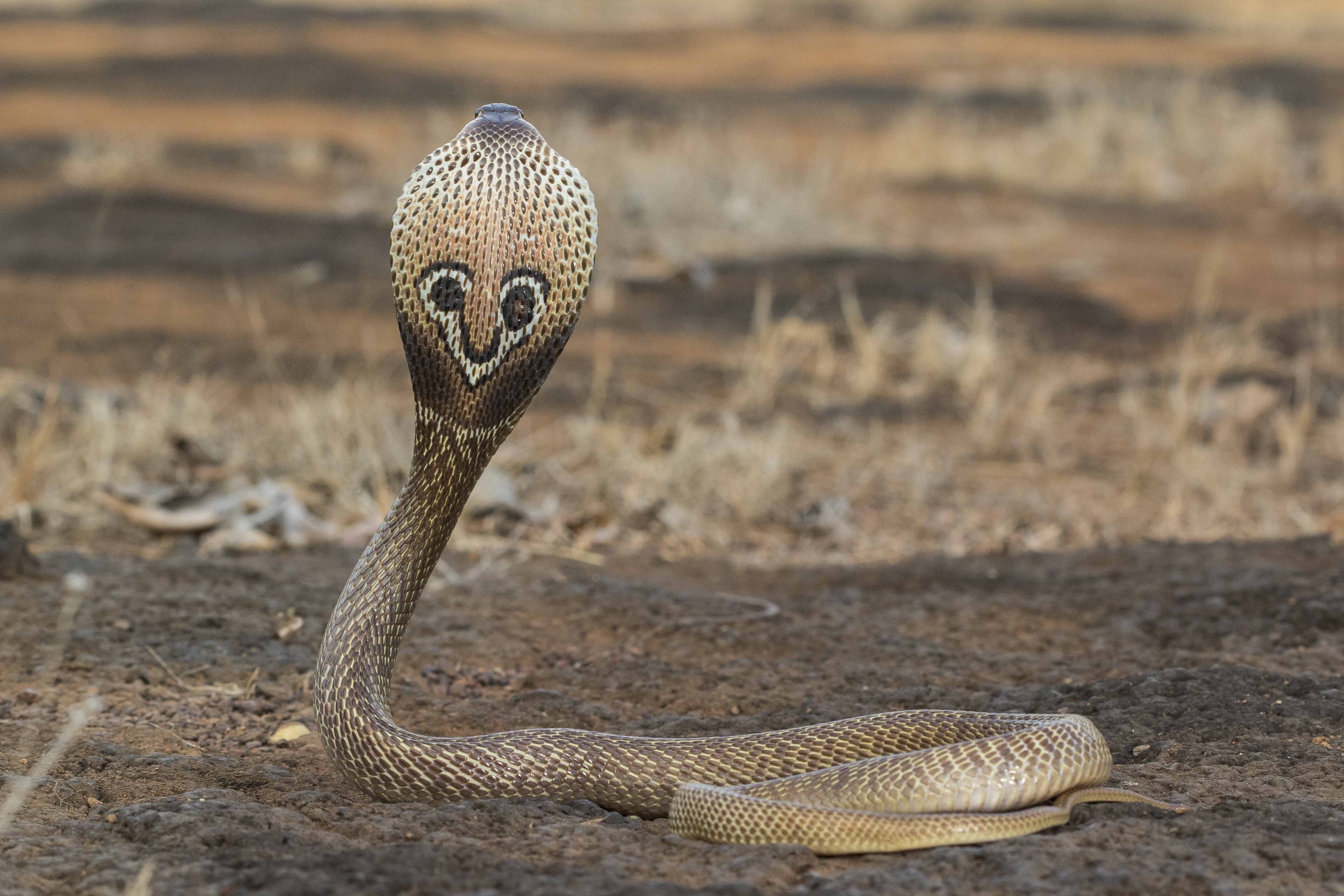 spectacled-cobra-rahul-alvares