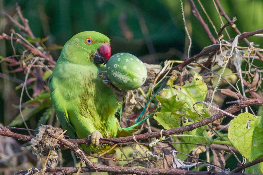 Rose ringed parakeet Birding  in Goa