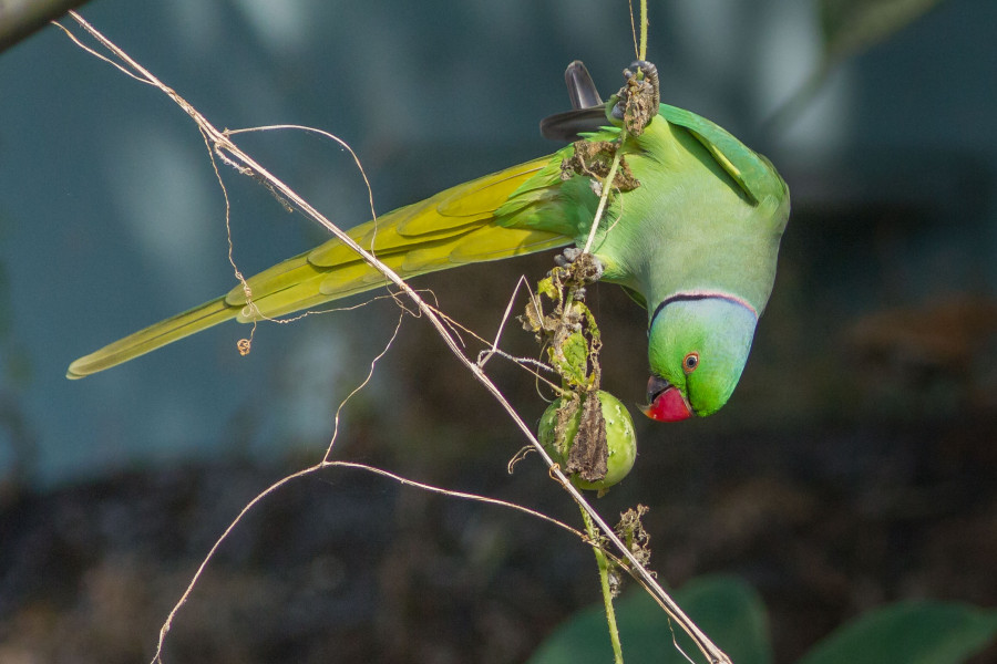 Rose ringed parakeet Birding  in India