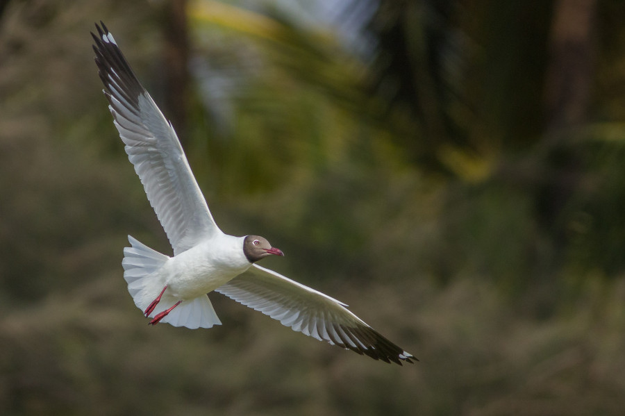 Brown headed gulls birding in Goa