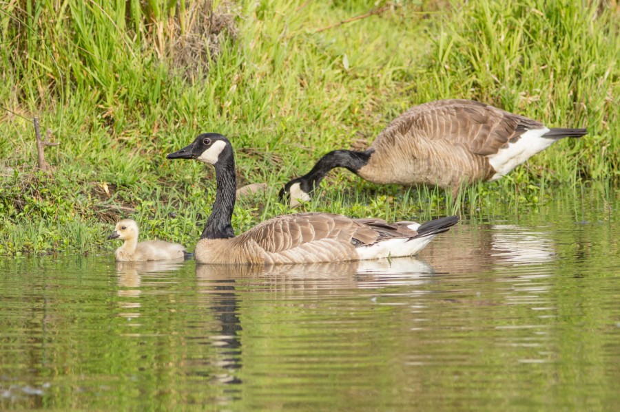 Canada goose 