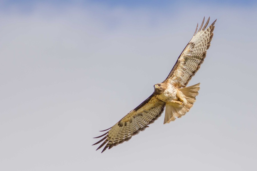 Red tailed Hawk