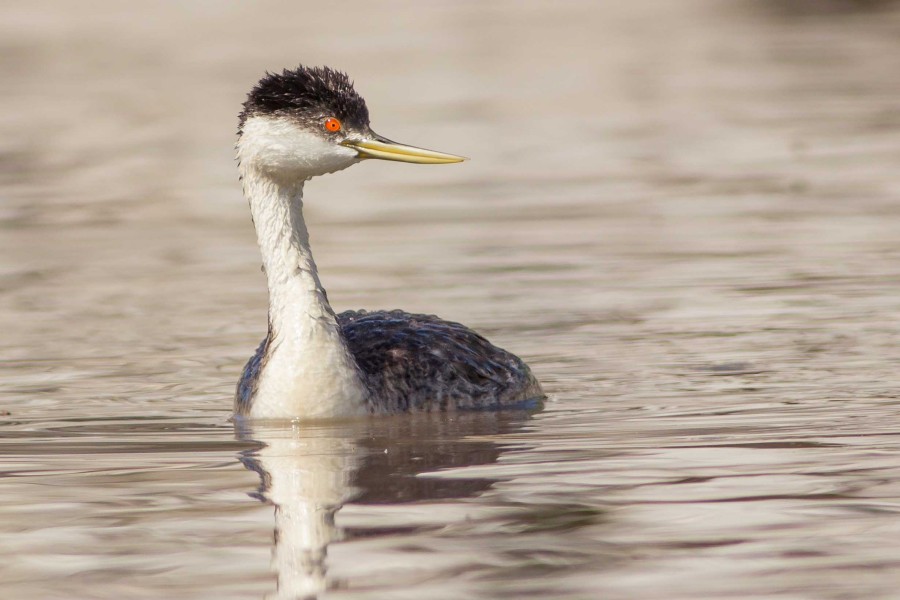 Western Grebe