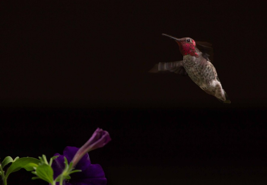 Anna's hummingbird