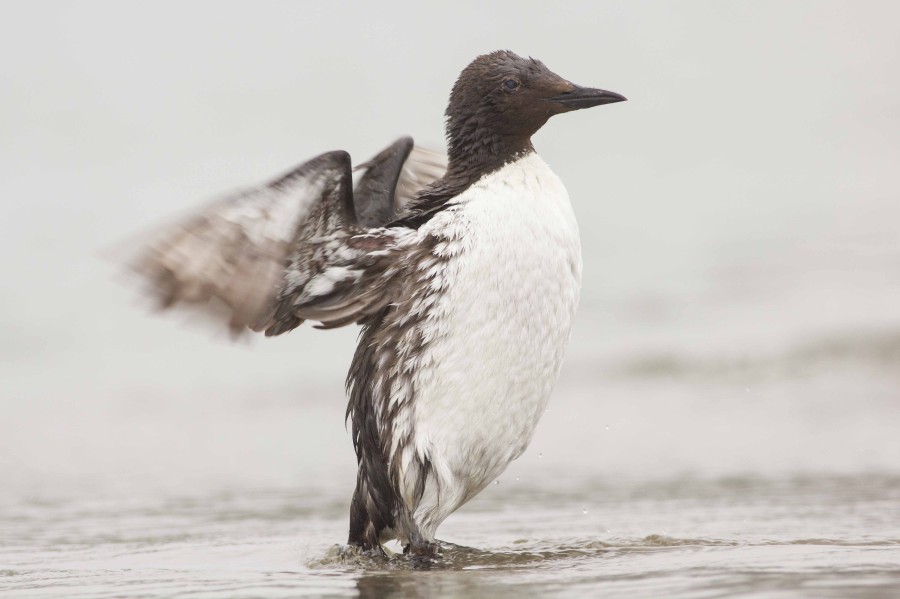 Common Murre