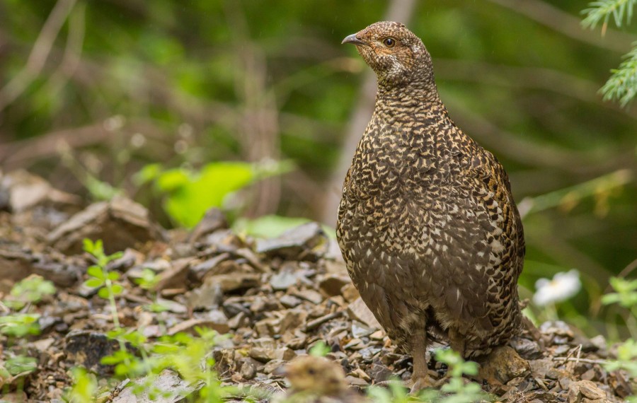 Grouse