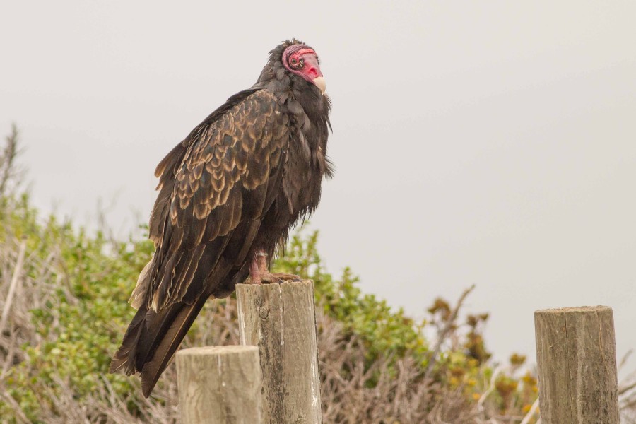 Turkey Vulture