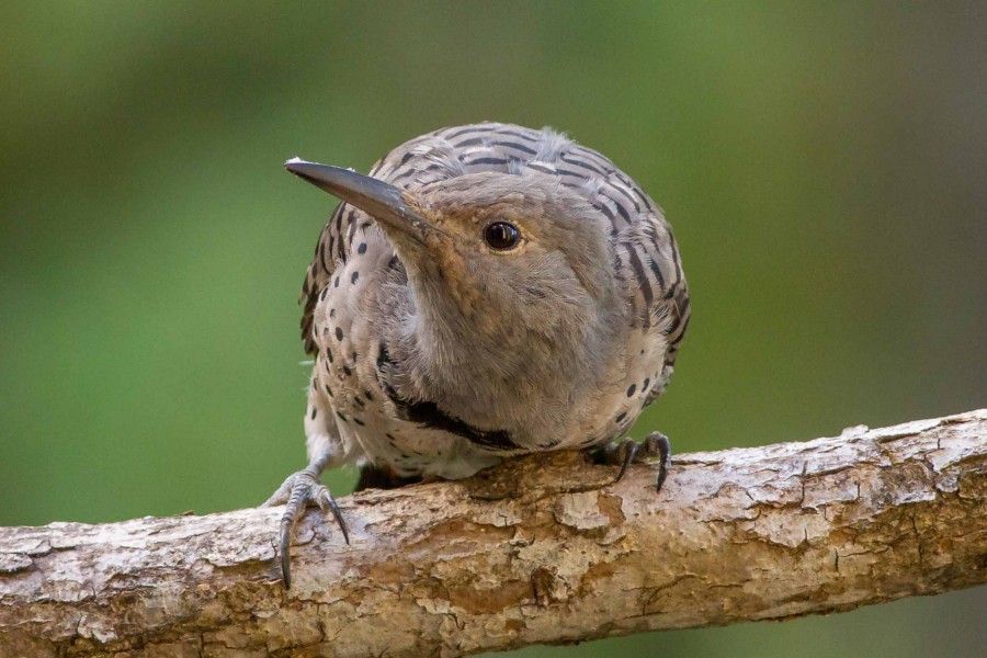 Northern Flicker